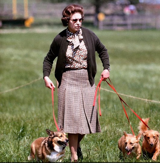 Nữ hoàng thường dẫn những chú chó cưng đi dạo mỗi ngày 