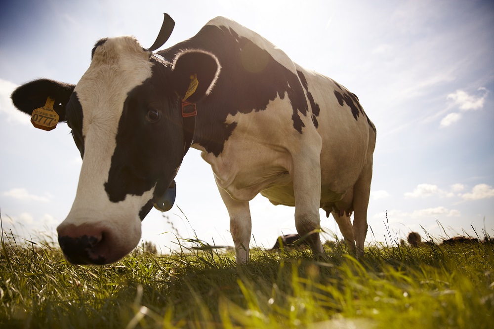 Friso Prestige được chiết xuất từ nguồn sữa giàu dưỡng chất của giống bò thuần chủng tốt nhất châu Âu