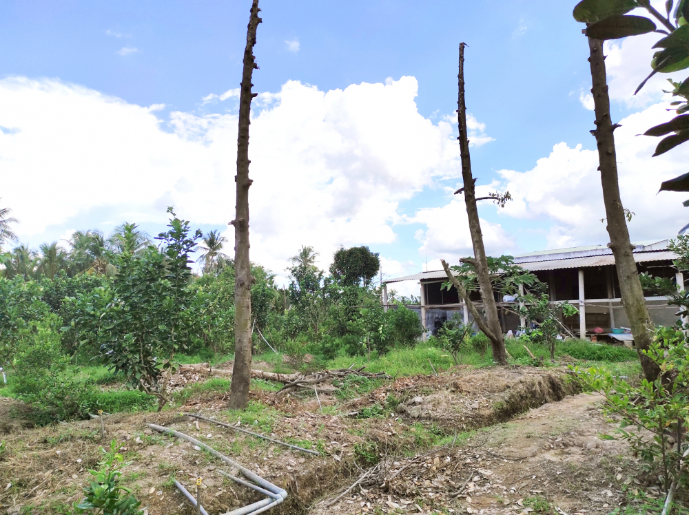 Vườn sầu riêng trên cù lao Thanh Bình, H.Vũng Liêm, tỉnh Vĩnh Long bị đốn bỏ do đất bị nhiễm mặn gây chết cây