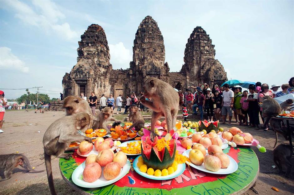 Lễ hội Buffet cho khỉ, Lopburi, Thái Lan Khỉ từ lâu đã được cho là mang lại may mắn và thịnh vượng, vì vậy, để thay lời cảm ơn, người dân Lopburi tổ chức một bữa tiệc linh đình cho khỉ giữa đống đổ nát của ngôi đền Phra Prang Sam Yot ở Thái Lan. Nó được tổ chức vào Chủ nhật cuối cùng của tháng 11 và bắt đầu bằng lễ khai mạc hoàn chỉnh với các vũ công trong trang phục khỉ, trước khi hai tấn trái cây và rau quả rực rỡ được trình làng trên bàn tiệc.
