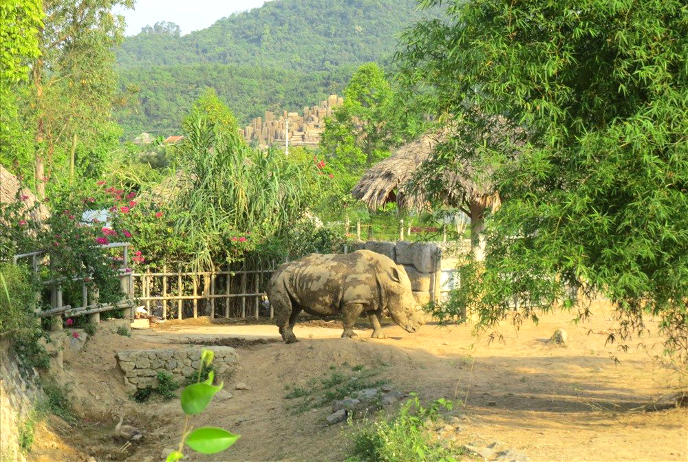 Tê giác được nuôi trong khu du lịch sinh thái tại xã Diễn Lâm