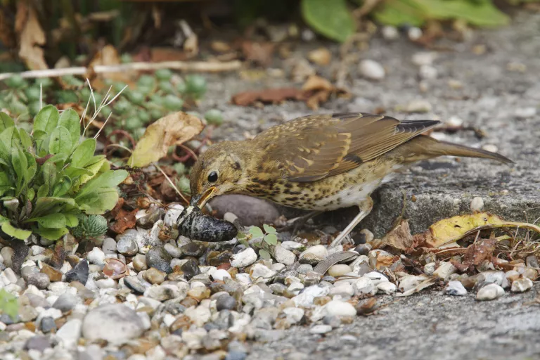 KHUYẾN KHÍCH ĐỘNG VẬT ĂN THỊT TỰ NHIÊN Song Thrush thiếu niên ăn sên trong vườn  (Tín dụng hình ảnh: Alamy) Tương tự như các phương pháp kiểm soát sên ở trên nhưng ít tốn thời gian hơn, hãy sử dụng động vật hoang dã tại địa phương của bạn, chẳng hạn như chim, để loại bỏ sên cho bạn.   'Một trong những cách tốt nhất để kiểm soát sên là khuyến khích những kẻ săn mồi tự nhiên của chúng. Sên bị bọ cánh cứng, bọ cánh cứng, giun chậm, ếch, nhím và cóc ăn thịt. Để khuyến khích những kẻ săn mồi tự nhiên này trong vườn, hãy đảm bảo có một nơi để chúng sinh sản, trú ẩn và ngủ đông ', Gloucestershire Wildlife Trust cho biết(mở trong tab mới). 'Một cái ao tốt cho ếch và một đống gỗ sẽ khuyến khích nhím và giun chậm lớn nếu chúng đến.'