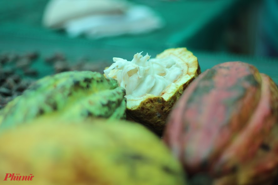 Khi trái chín, bạn có thể tách đôi trái cacao, nhấm nháp phần thịt trắng phau có vị chua, ngọt bên trong.