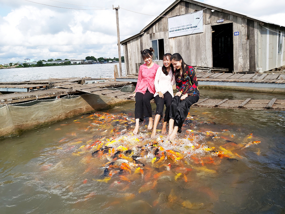Du khách thích thú khi được trải nghiệm mát-xa cá tại khu du lịch Bảy Bon ở Cồn Sơn