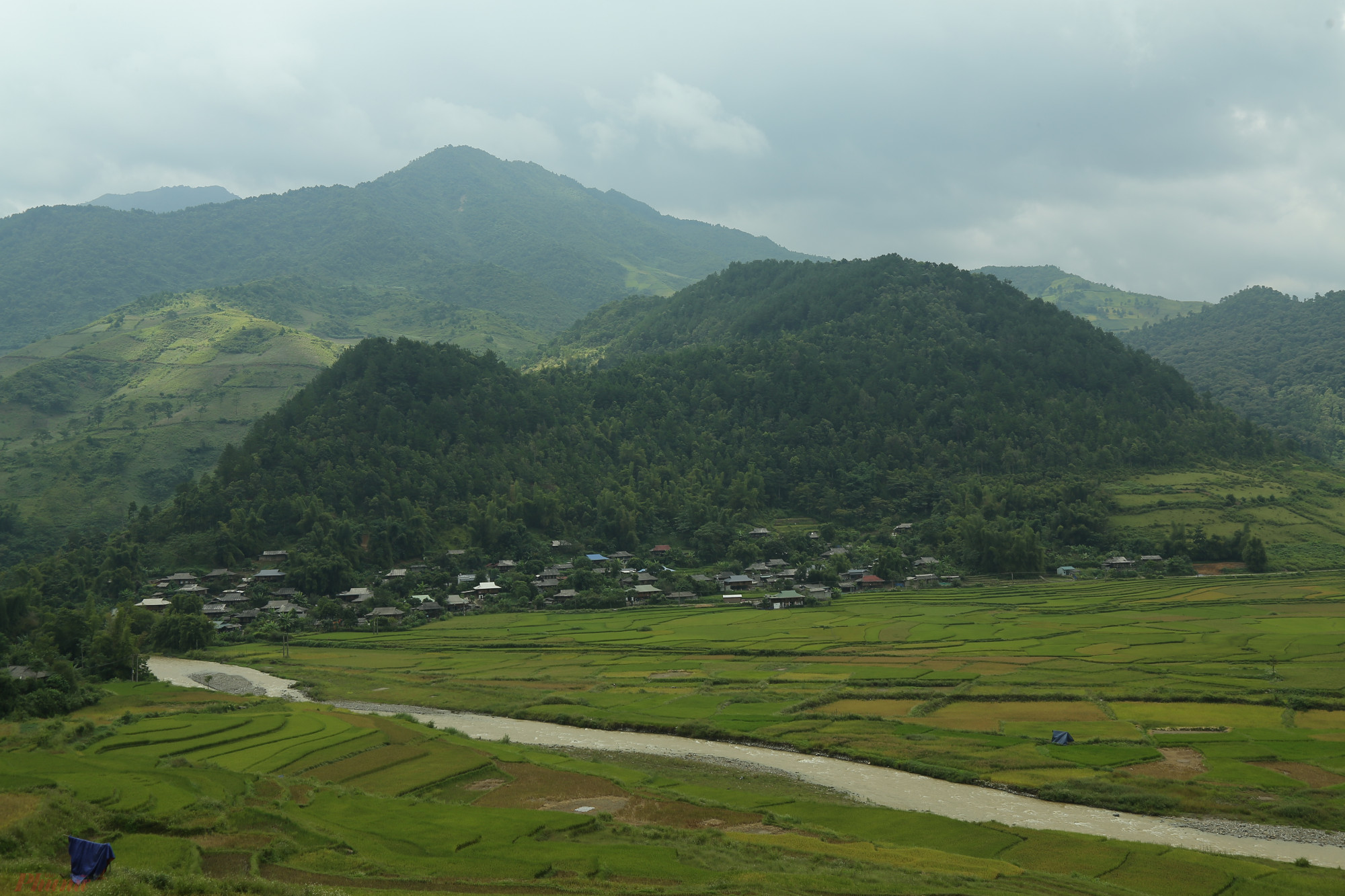 Thung lũng lúa xã Tú Lệ, huyện Văn Chấn, tỉnh Yên Bái. . Vào khoảng cuối tháng 9, đầu tháng 10 lúa bắt đầu chín vàng trên những thửa ruộng bậc thang. 