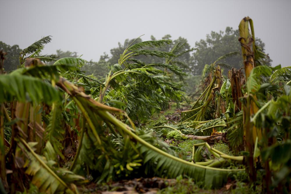 Một trang trại trồng cây ở Artemisa,bị tàn phá bởi sức gió của cơn bão Ian, ở Artemisa, Cuba