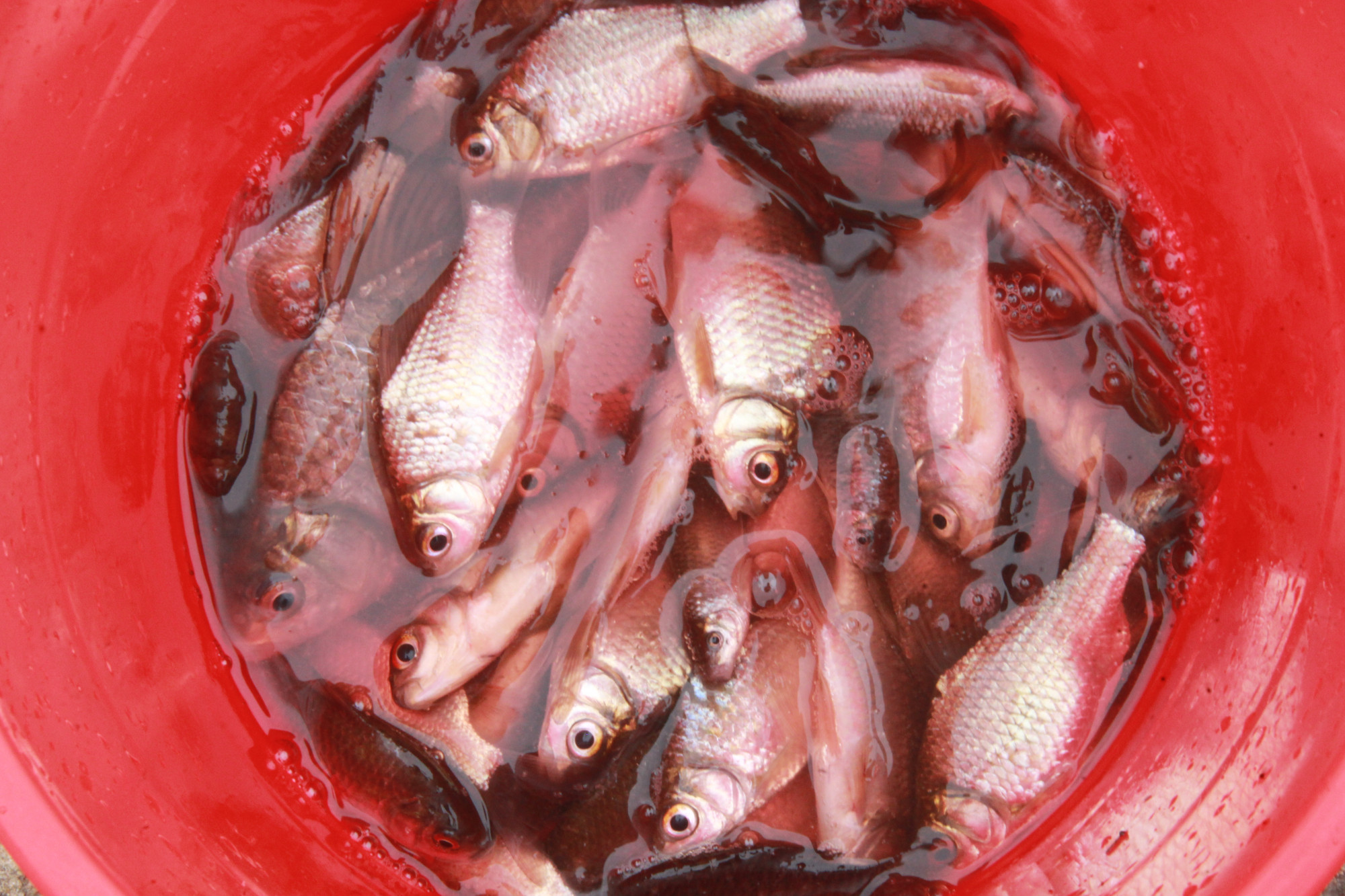 Những loại cá nhỏ như cá rầm, cá mương mại... được đem kho với nghệ tươi, là món ăn đặc sản trong mùa mưa lũ