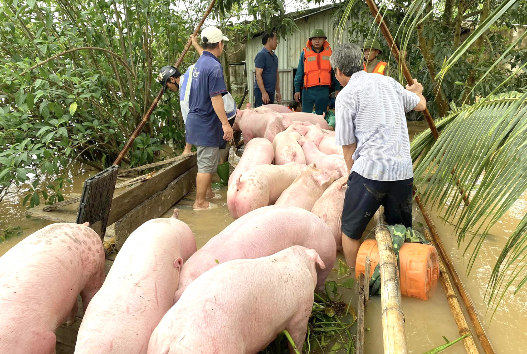 Lực lượng chức năng, người dân địa phương hỗ trợ ông Quảng di dời đàn heo