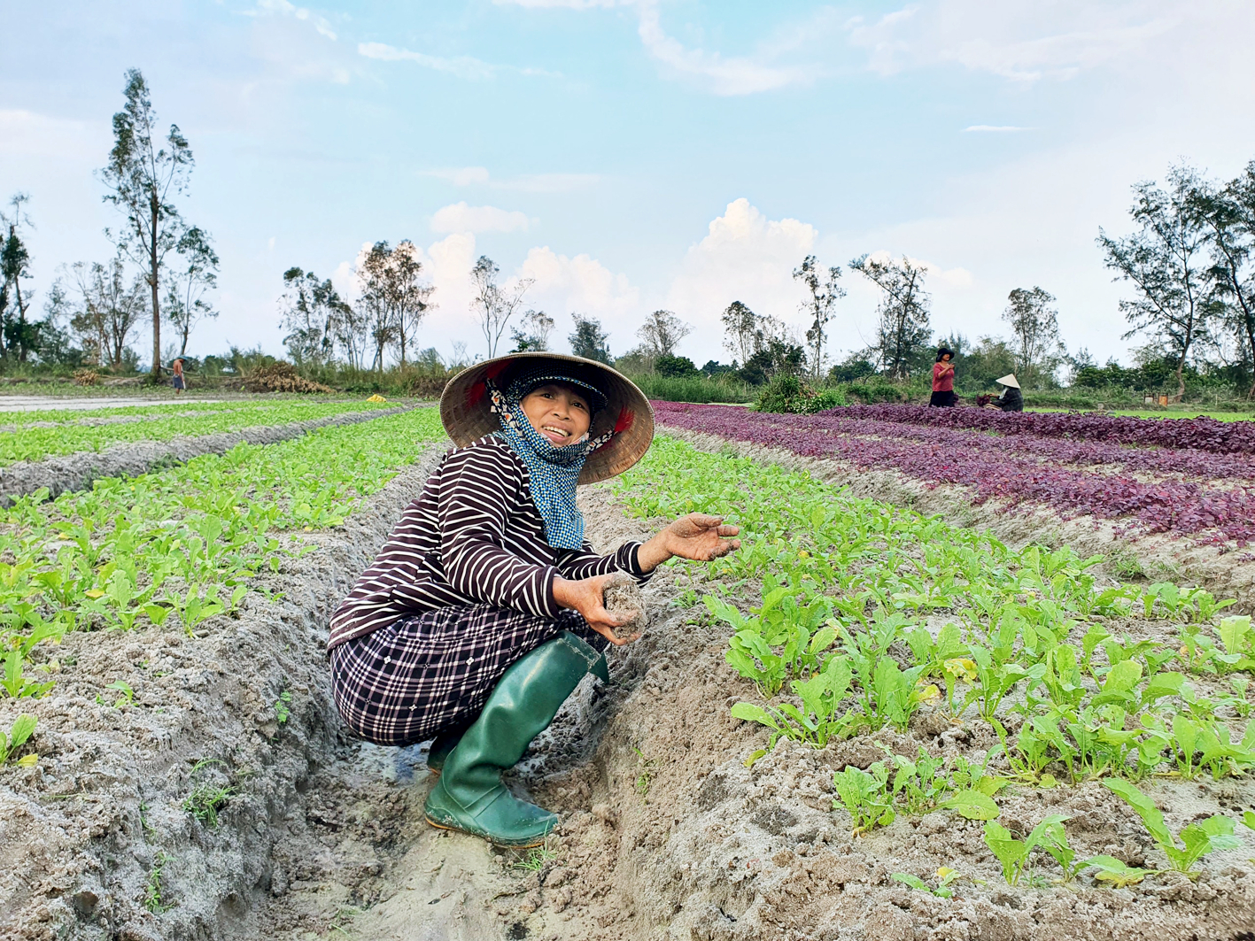 Bà Nguyễn Thị Đương (xã Bình Triều, H.Thăng Bình, tỉnh Quảng Nam) đang chăm sóc ruộng rau cải củ - ẢNH: ĐÌNH DŨNG