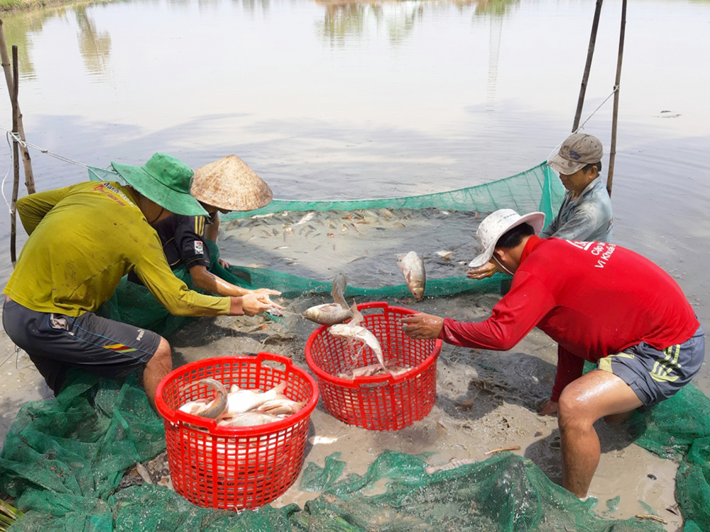 Mấy năm nay, nhiều nông dân H.Thới Lai, TP.Cần Thơ không làm lúa vụ ba, mà chuyển sang nuôi cá ruộng mùa lũ, vừa thân thiện môi trường, vừa cho thu nhập tốt - Ảnh: Quốc An