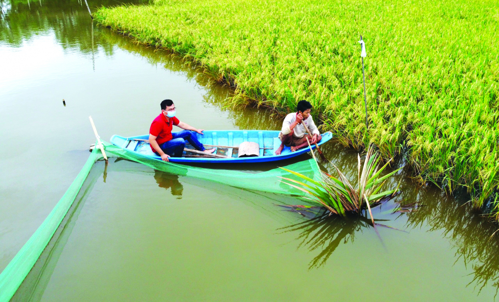 Mô hình trồng lúa hữu cơ kết hợp với nuôi cá đạt hiệu quả kinh tế cao ở tỉnh Trà Vinh - Ảnh: Quốc An