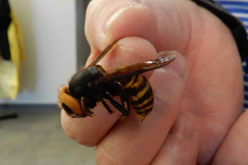 Ong bắp cày thường có độc tính cao, nạn nhân bị loài ong này tấn công có thể tử vong (Ảnh minh họa)