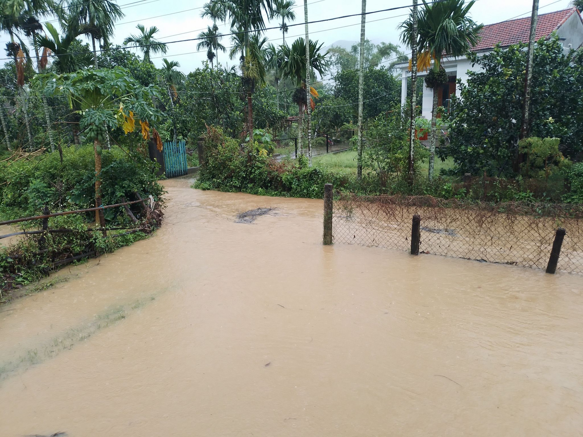 Mưa lớn khiến mực nước sông ở Quảng Nam lên rất nhanh. Nhiều nơi của huyện Đại Lộc đa chìm sâu trong nước lũ