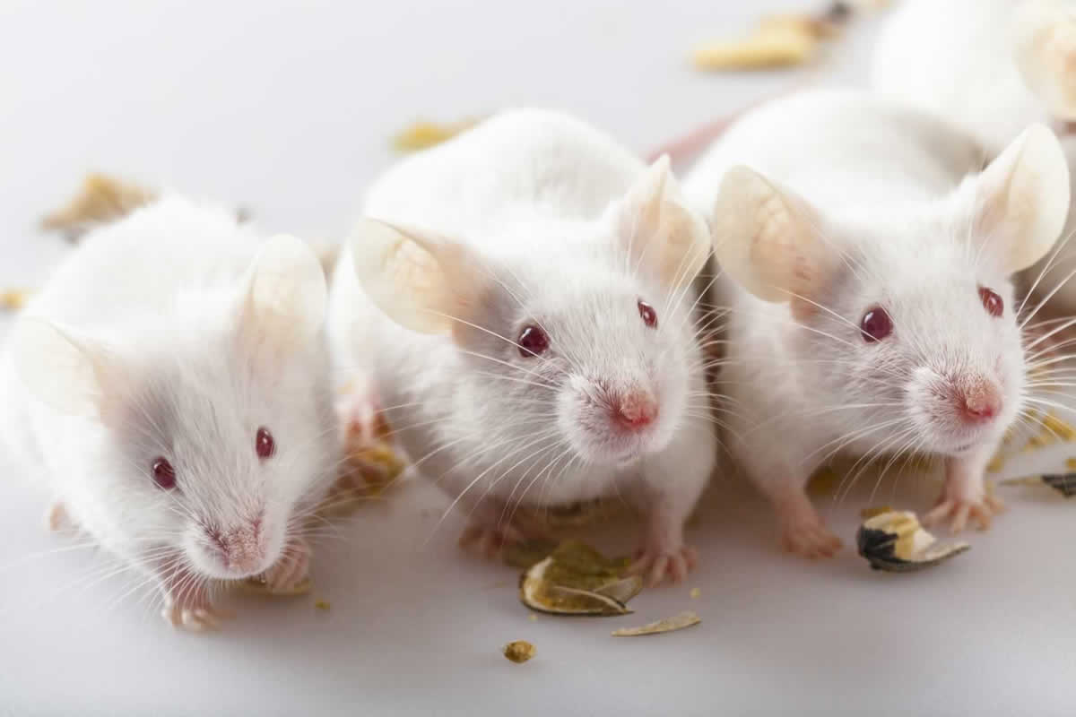 Thành công trong thí nghiệm ở chuột mở ra triển vọng cho điều trị thị giác ở người trưởng thành mắc LCA