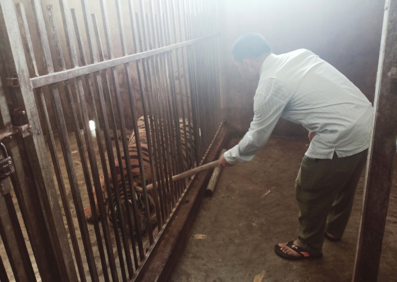 Những con hổ được nuôi nhốt trong chuồng sắt ở Nghệ An