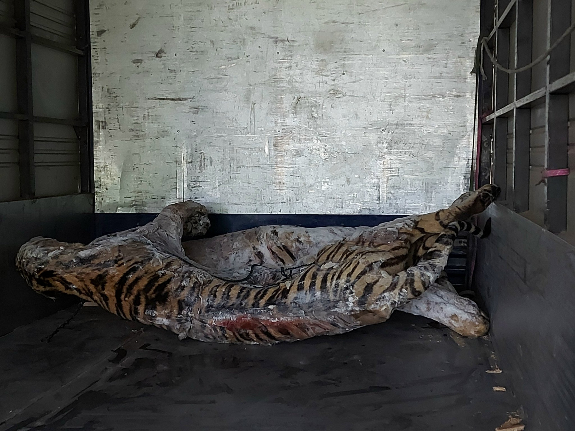 Xác những con hổ được bàn giao cho bảo tàng Thiên nhiên Việt Nam sau hơn 1 năm bảo quản