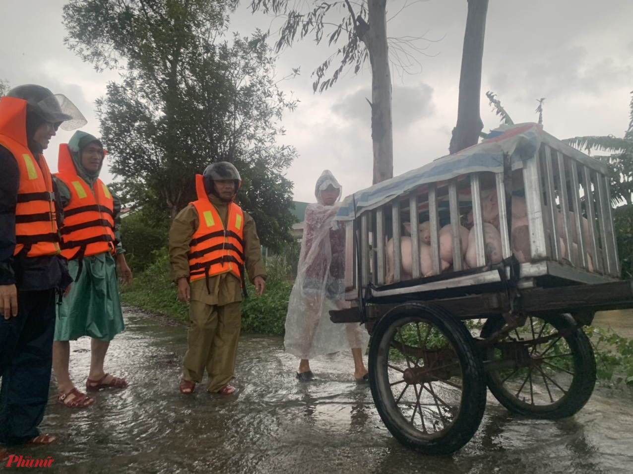 Các lực lượng chức năng giúp bà con ở xã Quảng An đưa heo đi tránh lụt