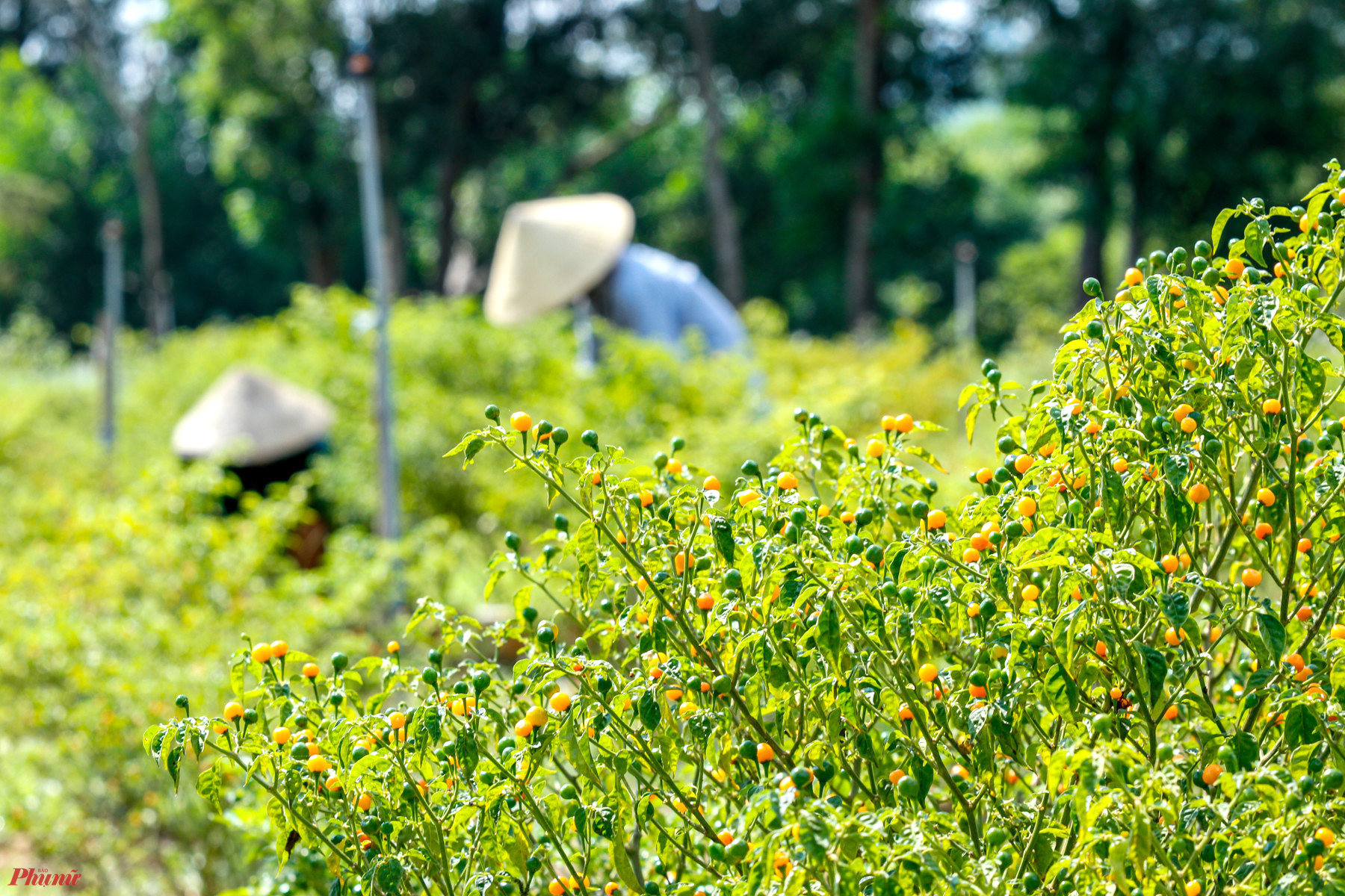 Sau 3 năm trồng, hiện trang trại của anh Tân đã có trên 500 gốc ớt sinh trưởng tốt, cho thu hoạch quanh năm. 