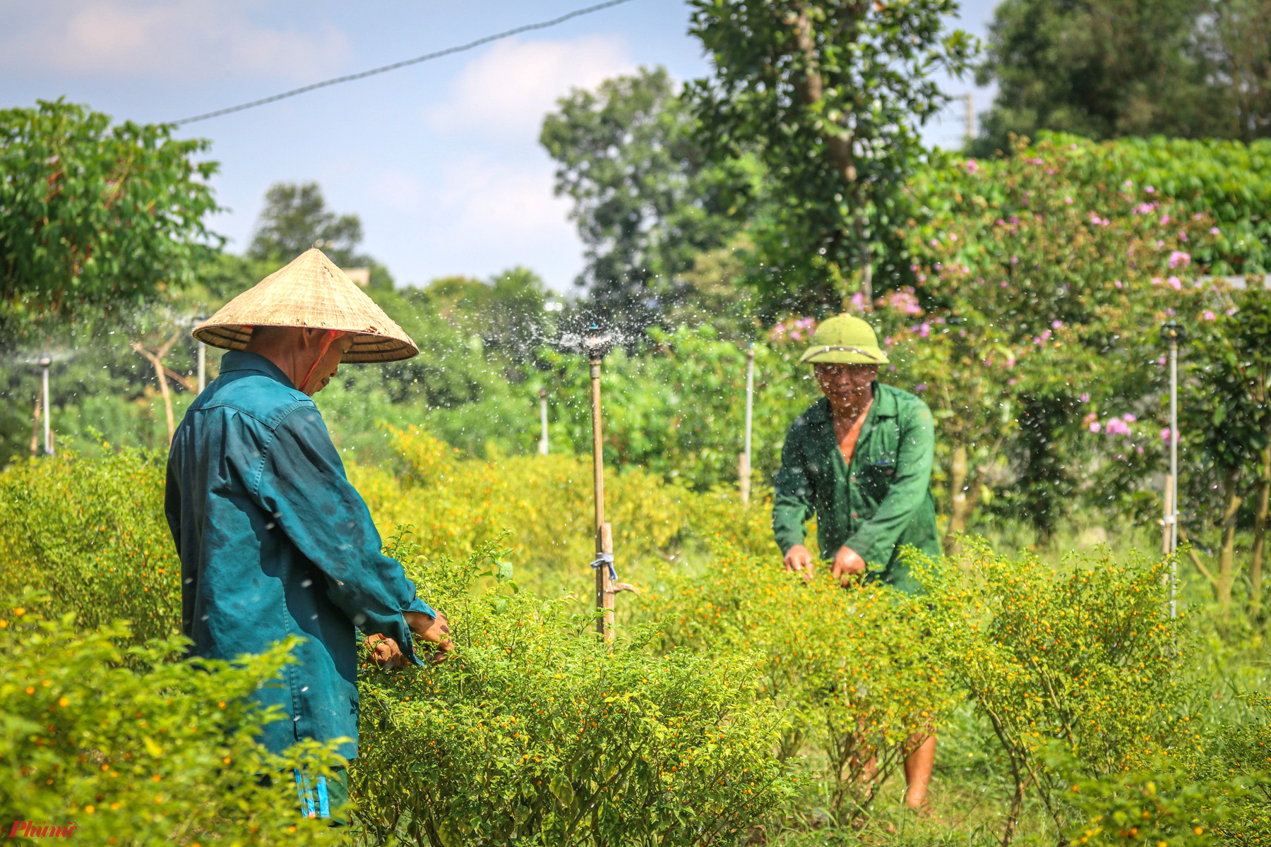 Không chỉ làm giàu cho bản thân, trang trại ớt này còn tạo công việc cho 5 lao động thường xuyên với mức lương 6 triệu đồng/tháng.