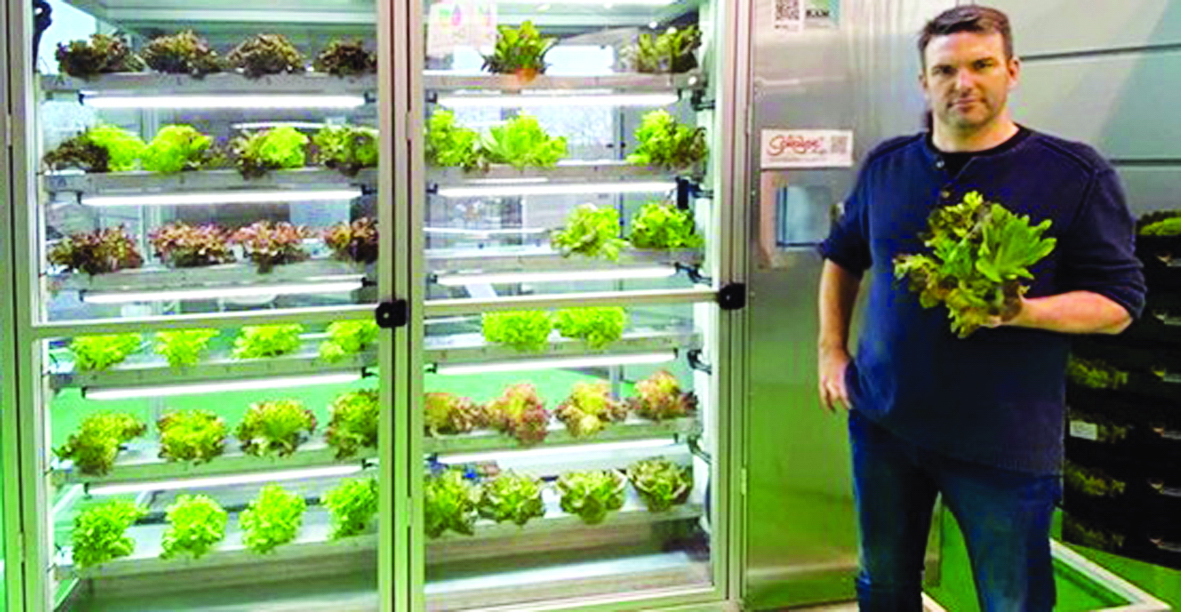 Công ty Schaduf trồng rau trực tiếp tại siêu thị để người mua có thể lựa chọn những sản phẩm tươi nhất - ẢNH: GGN