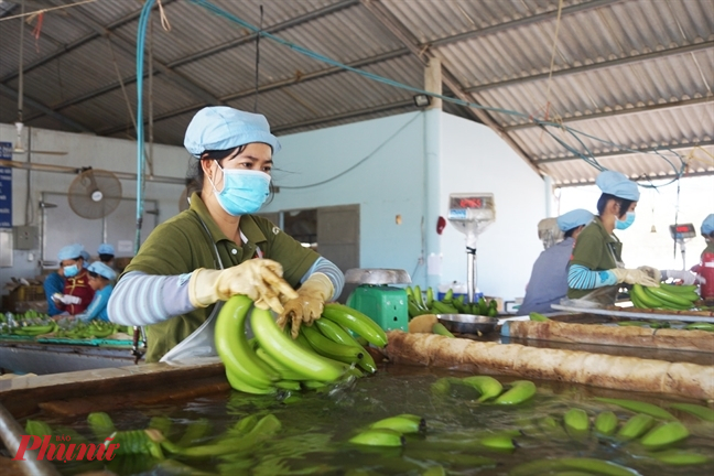 Một tín hiệu tích cực là trong khi nhập khẩu trái chuối từ các thị trường chính đều giảm về lượng, thì nhập khẩu từ Việt Nam, Peru, Indonesia, Thái Lan và Lào có xu hướng tăng.
