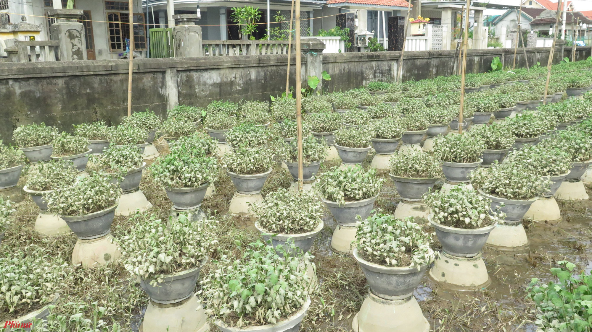 Hoa cú Tết mới trồng chưa được hai tháng tại xã Phú Mậu TP. Huế do ngâm nước lũ lâu ngày nay đã chết