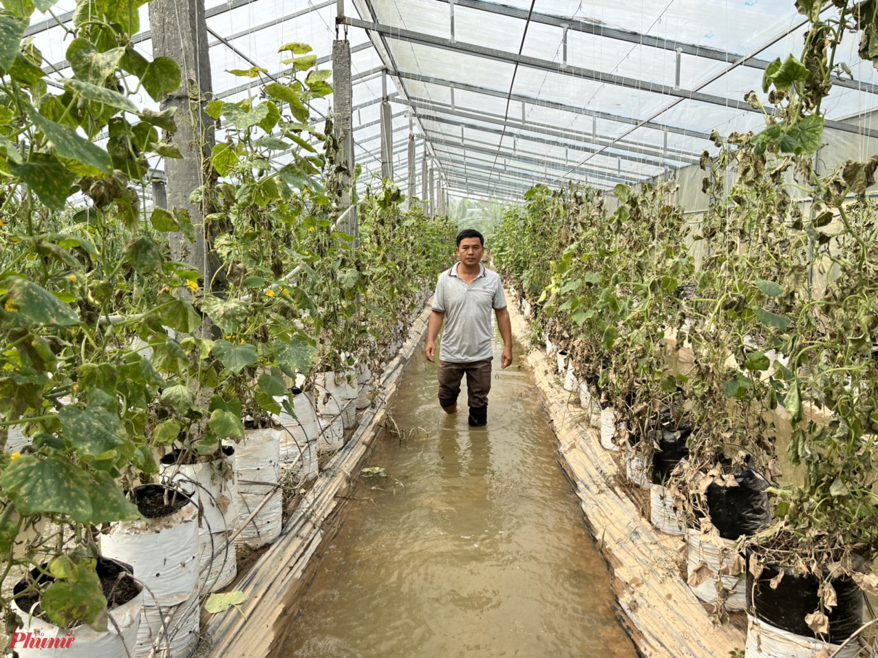 Vườn trồng dưa leo, cà chua theo mô hình công nghệ cao của anh Hoàng Công Phong ở xã Quảng Thọ H. Quảng Điền nước lũ dâng cao đã hư hỏng hoàn toàn