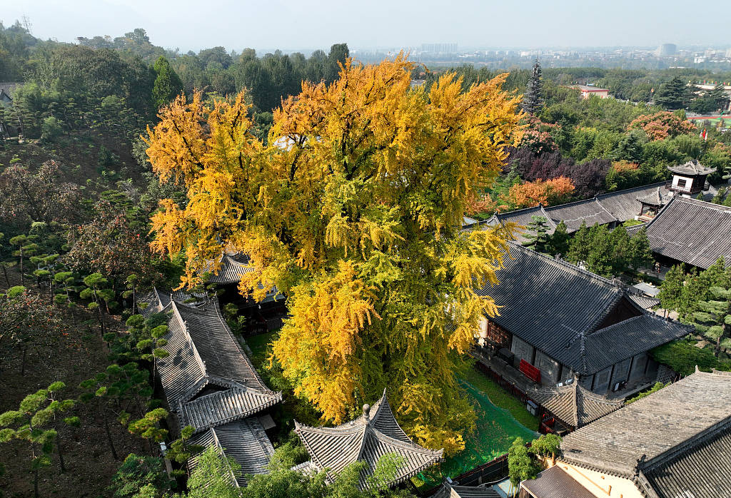 Cây nằm bên cạnh chùa Quan Âm, thành phố Tây An, Thiểm Tây, Trung Quốc. Vào mùa thu, đây là điểm lui tới quen thuộc của du khách trong và ngoài Trung Quốc. 