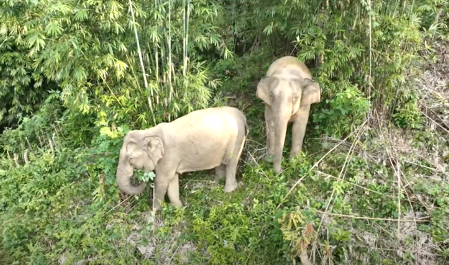 Cặp voi cái ở huyện Quỳ Châu đứng trước nguy cơ xóa sổ vì không có voi đực