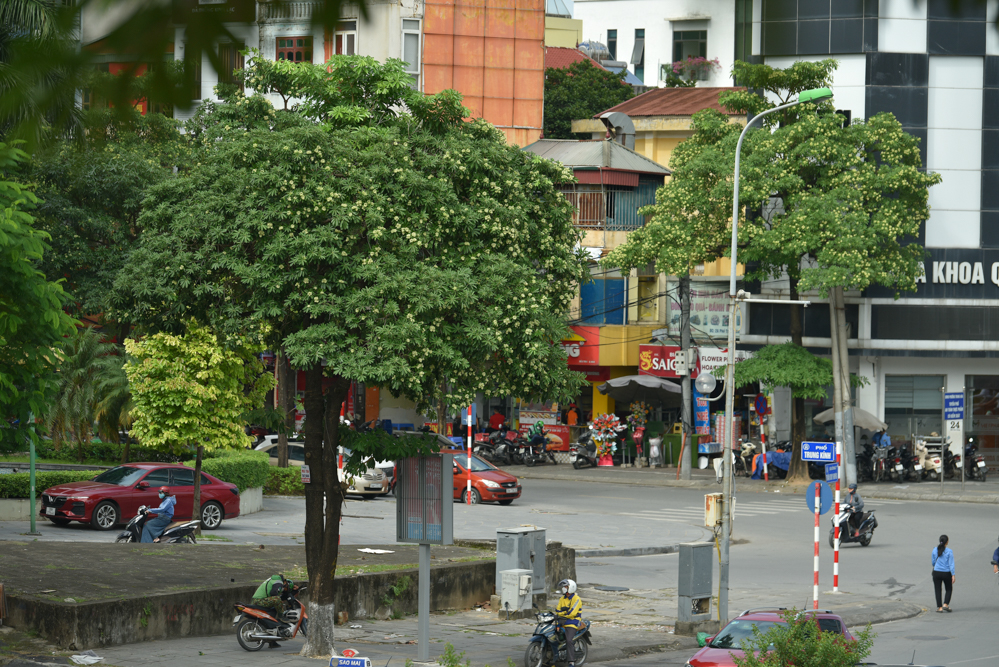 Đây không phải lần đầu Hà Nội di dời hoa sữa ra khỏi nội thành. Trước đó vào tháng 7.2019, gần 100 cây hoa sữa trên phố Trích Sài (quận Tây Hồ) đã được đưa đến trồng tại Khu liên hợp xử lý chất thải rắn Nam Sơn (huyện Sóc Sơn).