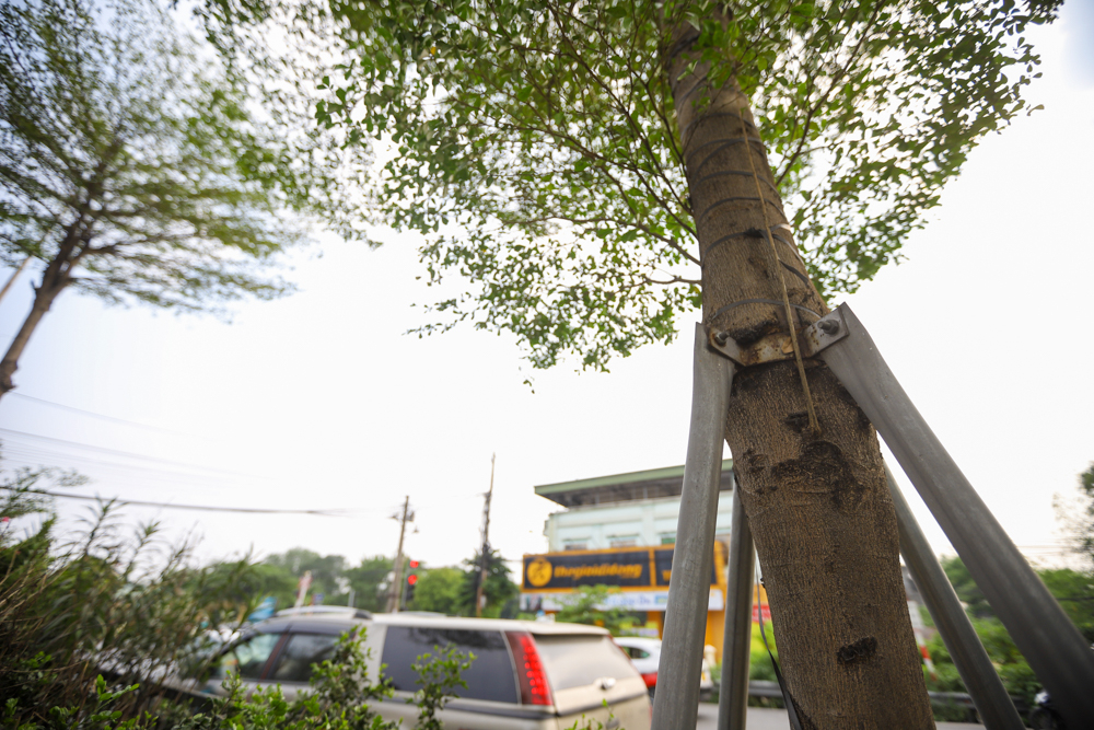 Hàng cây bàng lá nhỏ được trồng dọc theo Quốc lộ 5 từ nút giao cho đến lối vào cao tốc Hà Nội - Bắc Giang. 