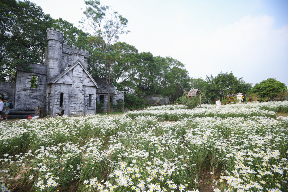 Hiện nay, thảm hoa cúc hoạ mi rộng khoảng hơn 2000m2 với hơn 10.000 gốc tại Thảo nguyên hoa Long Biên đang nở rộ đẹp rực rỡ.