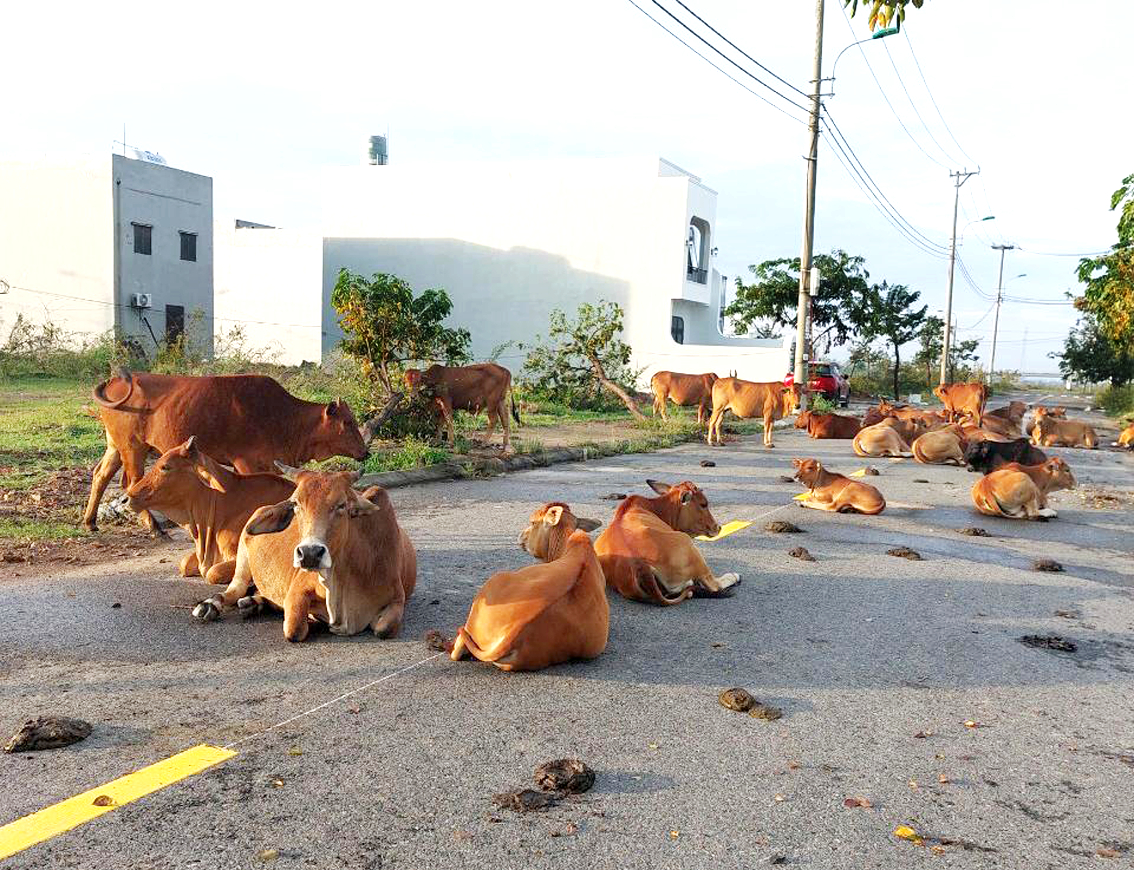 Hàng trăm con bò được chăn thả rông làm náo loạn dân cư tại khu đô thị Hòa Quý - Đồng Nò
