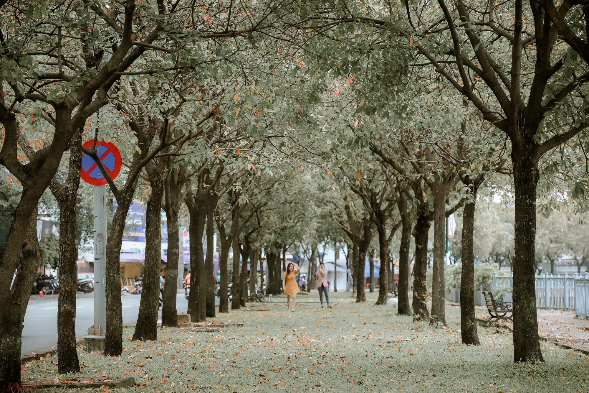 Hình ảnh hiếm gặp ở Sài Gòn, hàng cây thay lá, tiết trời se se lạnh tạo nên cảm giác như đang ở Đà Lạt.