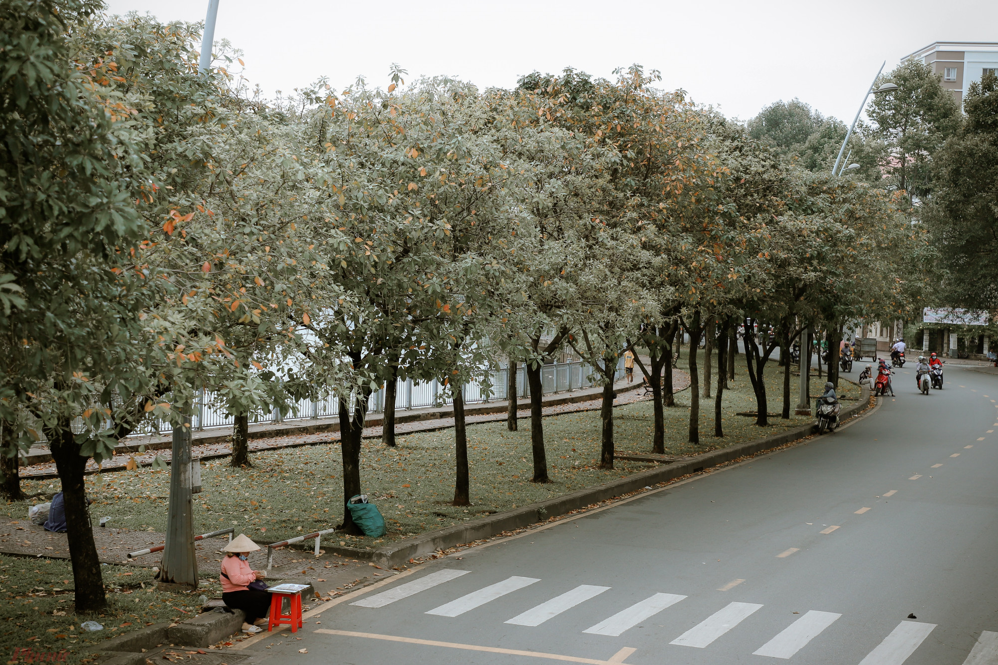Hàng câyHàng cây cao, tán lá rộng 'ôm trọn' con đường dọc đường Trường Sa (đoạn từ cầu Thị Nghè đến cầu Điện Biên Phủ) đang vào thời kỳ thay lá tạo nên vẻ đẹp lãng mạn như mùa thu ở Hà Nội.