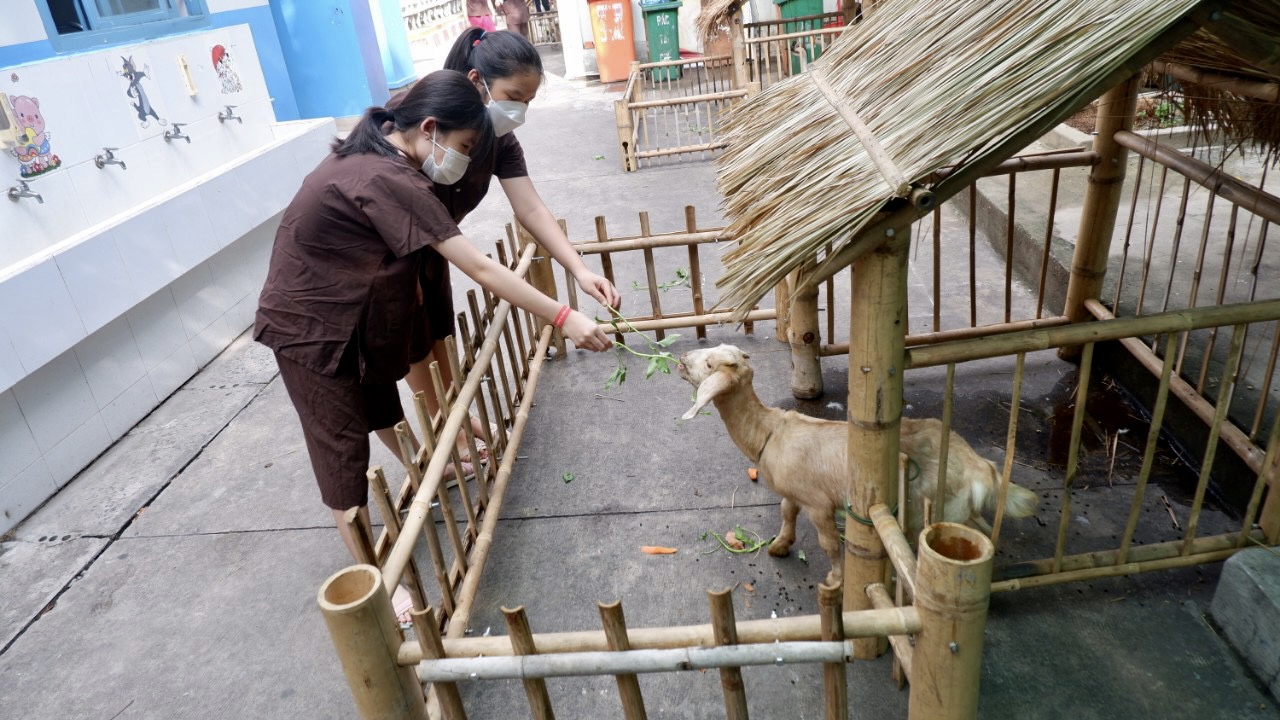 Học sinh thích thú trải nghiệm một ngày làm nông dân cho dê ăn ngay tại sân trường