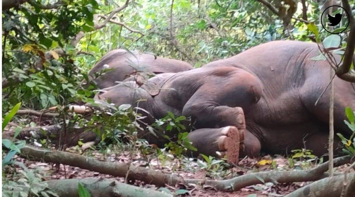Đàn voi 24 con ngủ say sau khi chè chén say sưa. Các nhân viên kiểm soát động vật hoang dã phải dùng trống để đánh thức chúng