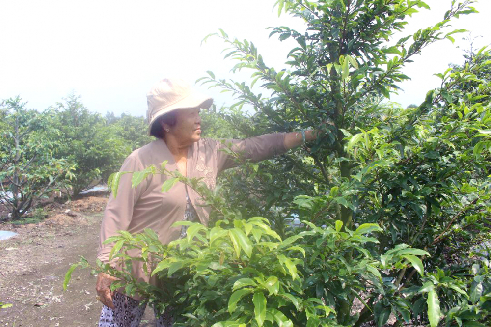 Bà Nguyễn Thị Út - ấp 3, xã Bình Lợi - thành viên tổ hợp tác đang chăm sóc cây mai vàng chuẩn bị cung ứng hàng ra thị trường vào dịp tết sắp tới