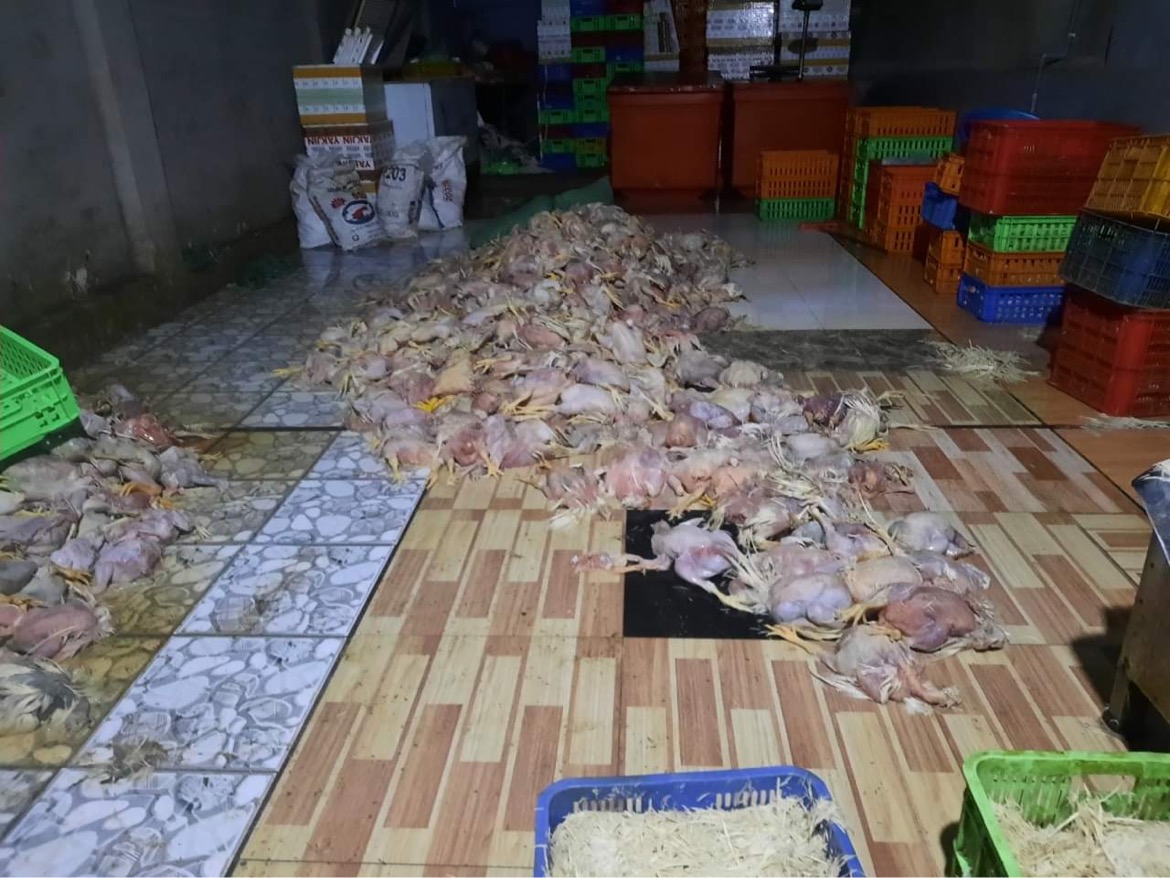 Số gà chết bốc mùi hôi thối được sơ chế trên sang nhà dơ bẩn trước khi đưa đi tiêu thụ