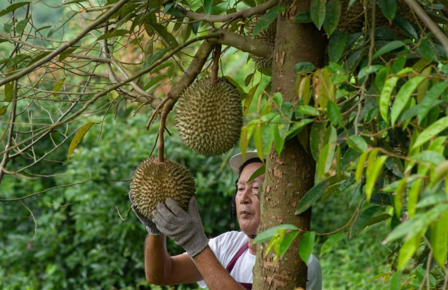 Nông dân và cây sầu riêng Musang King trong vườn cây ăn trái. Ảnh: Shutterstock