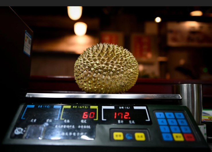 Một quả sầu riêng được cân tại một quán ăn chuyên về trái cây ở Bắc Kinh vào ngày 18/1/2019. Ảnh: AFP