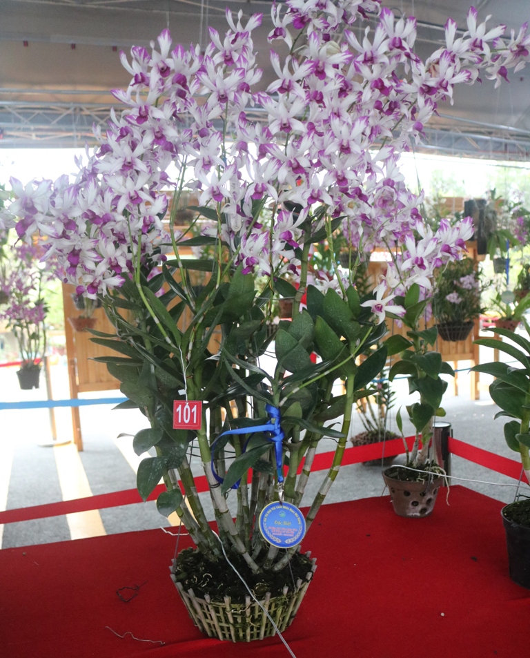 Tác phẩm hoa phong lan đạt giải đặc biệt tại hội thi