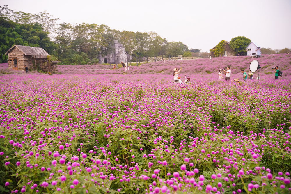 Mỗi độ tháng 11-12 hàng năm, hoa cúc bách nhật lại nở rộ mang một màu tím huyền ảo bên bờ sông Hồng Hà Nội.