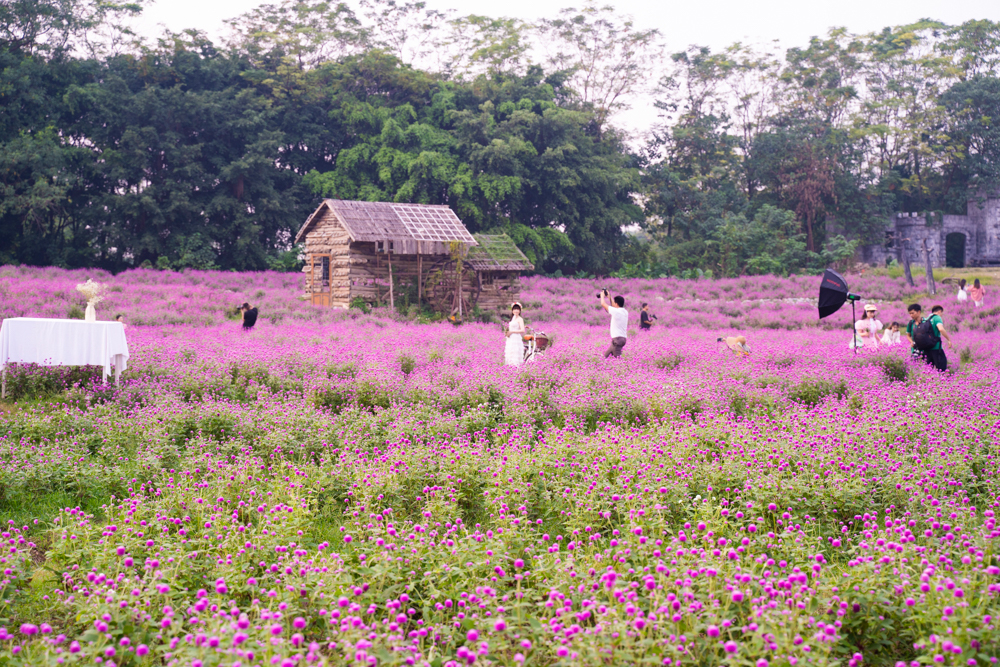 Thảm hoa cúc bách nhật này rộng hơn 14.000m2 nằm tại phố Thạch Cầu (Long Biên, Hà Nội) với khoảng hơn 150.000 cây đang bung nở rực rỡ.