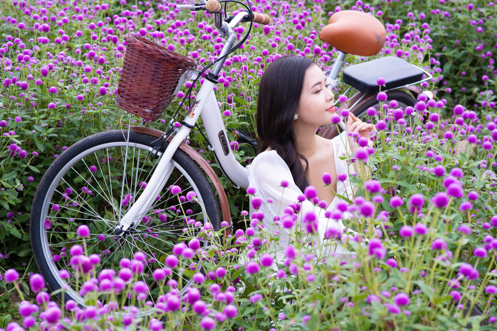Màu tím huyền ảo của hoa cúc bách nhật thu hút các bạn trẻ yêu thích chụp ảnh tìm tới mỗi độ cuối tuần.