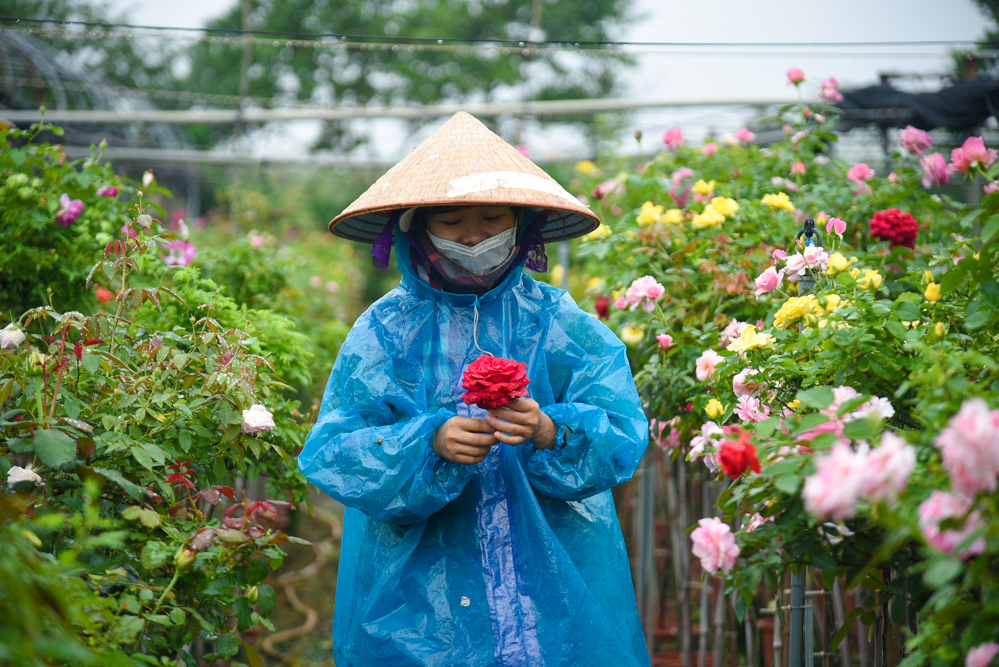 Trong đó 60% là hoa hồng, loài hoa chủ đạo của Mê Linh. Bên cạnh đó còn có các loại hoa như cúc, diệp thảo, hướng dương...