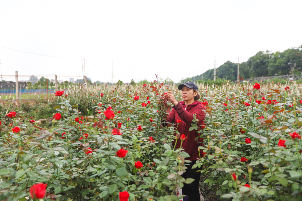 Fesstival hoa huyện Mê Linh dự kiến được tổ chức trong 3 ngày, từ 9-11/12.