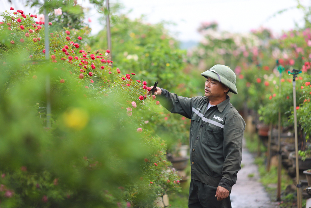 Ông Phạm Đức Tài hiện đang trồng hơn 200 loài hoa hồng trên khu vườn rộng hơn 2000m2, dự đoán sẽ cung ứng 60-70% hoa hồng cho Festival hoa Mê Linh.