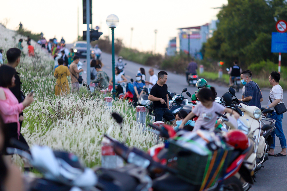 Không cần đi quá xa, ở ngay gần Hà Nội cũng đã có một thảm hoa cỏ lau đẹp mơ màng.