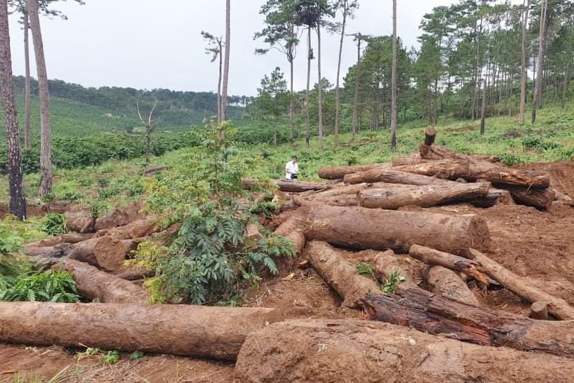 Hiện trường một vụ phá rừng ở tỉnh Lâm Đồng. Ảnh: Báo Chính phủ.
